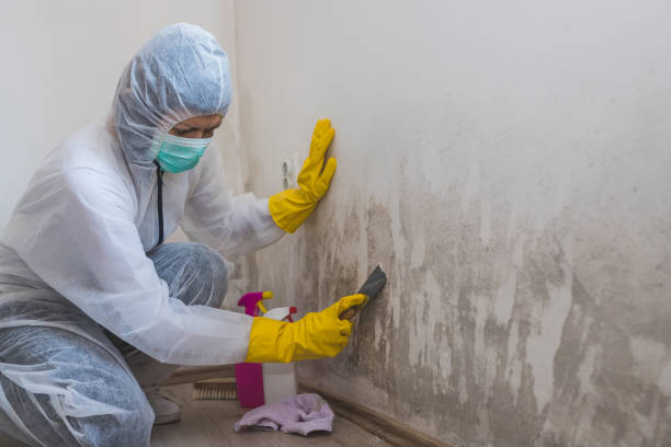 Best Emergency Mold Remediation  in Swartzville, PA